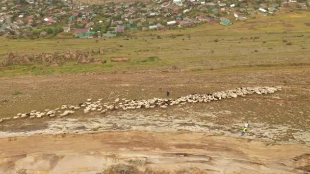 山岭、山景和放羊中的绵羊群空中景观 — 图库视频影像