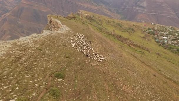 Aerial View of the Sheep herd in the mountains, mountain landscape and sheep grazing — Stock Video