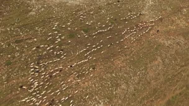 Vista aérea do rebanho de ovelhas nas montanhas, paisagem montanhosa e pastoreio de ovelhas — Vídeo de Stock