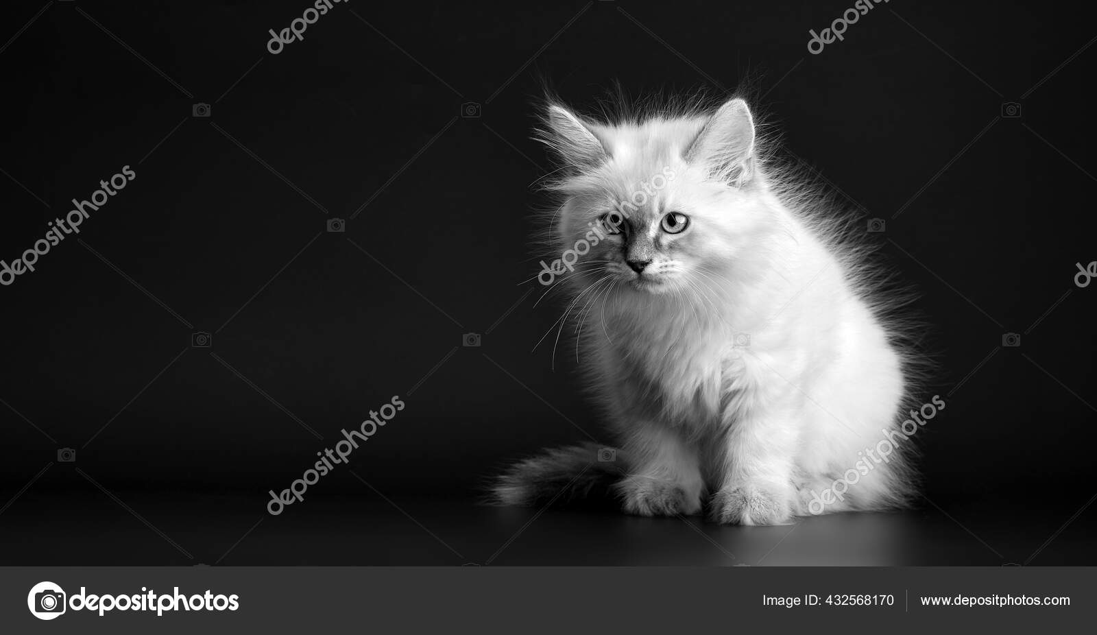 Chaton Drole Sur Fond Noir Portret Noir Blanc Petit Chaton Image Libre De Droit Par Evgeniyq C Chaton Drole Sur Fond Noir Portret Noir Blanc Petit Chaton Image Libre De Droit Par Evgeniyq C