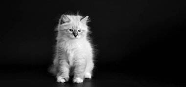Siyah arka planda komik kedi yavrusu, siyah beyaz portrede. Neva maskeli kedisinin küçük tüylü kedisi, Sibirya kedisinin alt türü.