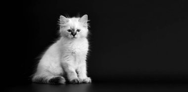 Siyah arka planda komik kedi yavrusu, siyah beyaz portrede. Neva maskeli kedisinin küçük tüylü kedisi (Sibirya kedisinin alt türü))