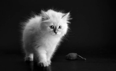 Siyah arka planda komik kedi yavrusu, siyah beyaz portrede. Neva maskeli kedisinin küçük tüylü kedisi (Sibirya kedisinin alt türü))