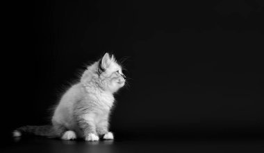 Siyah arka planda komik kedi yavrusu, siyah beyaz portrede. Neva maskeli kedisinin küçük tüylü kedisi, Sibirya kedisinin alt türü.