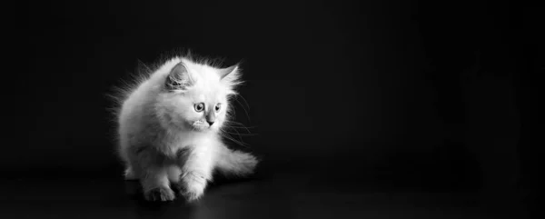 Αστεία γατούλα σε μαύρο φόντο, ασπρόμαυρο πορτρέτο. Μικρό χνουδωτό γατάκι της γάτα μεταμφίεσης Neva, υποείδος της Σιβηρίας γάτας — Φωτογραφία Αρχείου