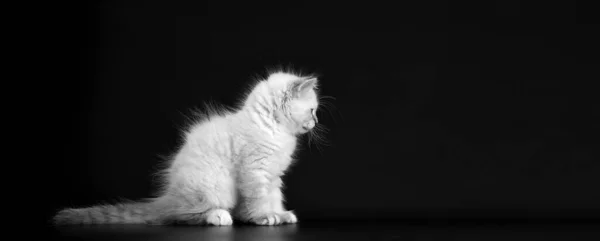 Lustiges Kätzchen Auf Schwarzem Hintergrund Schwarz Weißes Portret Kleine Flauschige — Stockfoto