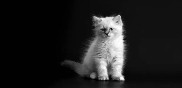 Gattino Divertente Sfondo Nero Portret Bianco Nero Piccolo Gattino Morbido — Foto Stock