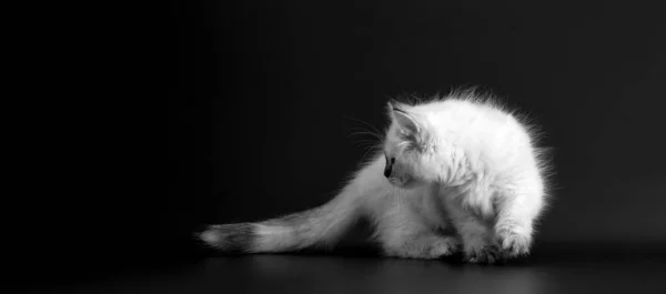 Funny Kitten Black Background Black White Portret Small Fluffy Kitten — Stock Photo, Image