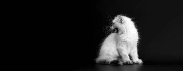 Кумедний Кіт Чорному Тлі Чорно Білому Порталі Маленьке Пухнасте Кошеня — стокове фото