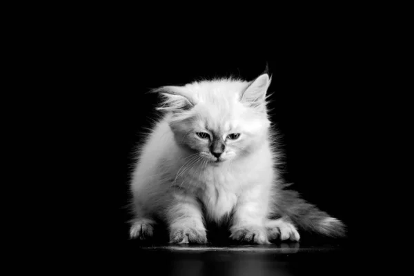 Gatito Divertido Sobre Fondo Negro Portret Blanco Negro Pequeño Gatito — Foto de Stock