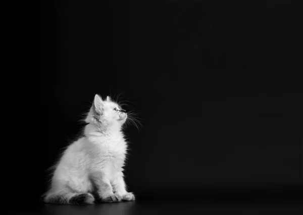 Vicces cica fekete háttérrel, fekete-fehér portret. Kis bolyhos cica a Neva álarcos macska, alfaj a szibériai macska — Stock Fotó