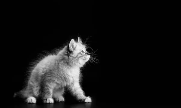 Gatito divertido sobre un fondo negro, portret blanco y negro. Pequeño gatito esponjoso del gato enmascarado Neva, subespecie del gato siberiano — Foto de Stock