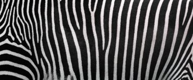 Zebra çizgileri, güzel doğal arka plan. Zebra çizgilerinin yakın plan görüntüsü