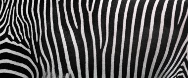 Zebra stripes, Beautiful natural background. Close-up view of zebra stripes clipart