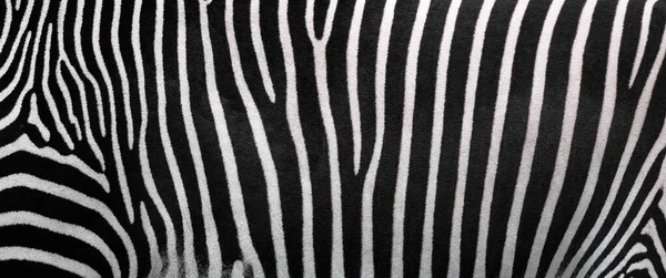 Listras zebra, fundo natural bonito. Vista de perto das listras de zebra — Fotografia de Stock