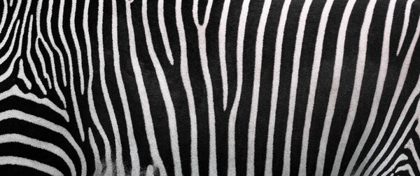 Zebra stripes, Beautiful natural background. Close-up view of zebra stripes