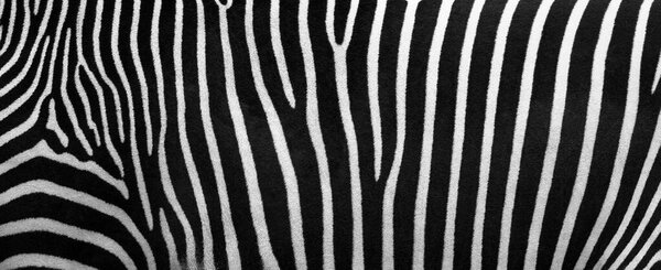 Zebra stripes, Beautiful natural background. Close-up view of zebra stripes