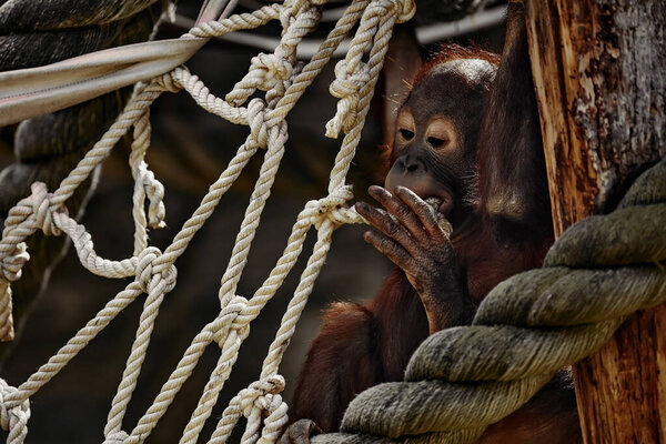 The baby orangutan plays with a rope