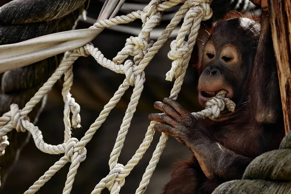 El bebé orangután juega con una cuerda — Foto de Stock