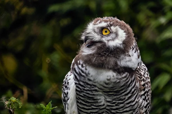 白い極性のフクロウの雛、クローズアップ肖像画。美しい若い捕食者 — ストック写真