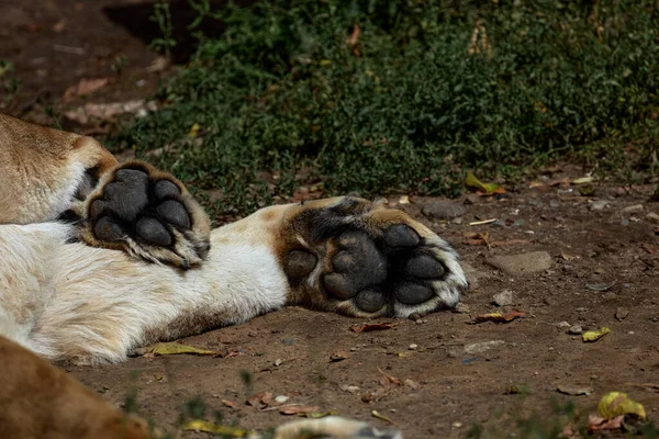 Große Pfoten einer Löwin. Fußballen der Löwin in Großaufnahme. Wildkatze rastet aus — Stockfoto