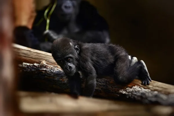 El gorila bebé juega bajo la supervisión de su madre — Foto de Stock