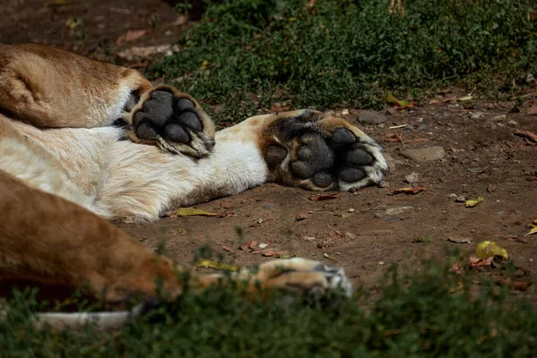 Large paws of a Lioness. Lioness paw pads close-up. Wild cat resting — Stock Photo, Image