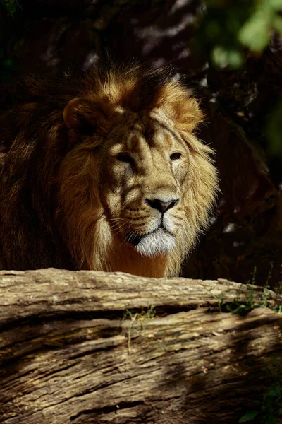 Sad lion in the zoo, Portrait of a lion in captivity — Stock Photo, Image