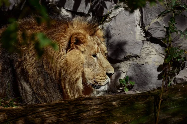 Sad lion in the zoo, Portrait of a lion in captivity — Stock Photo, Image