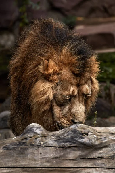 Sad lion in the zoo, Portrait of a lion in captivity — Stock Photo, Image