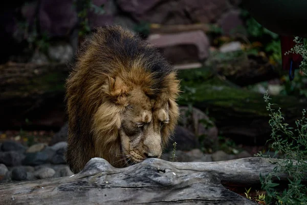 Sad Lion Zoo Portrait Lion Captivity — Stock Photo, Image