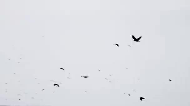 Een zwerm kraaien in een onvolmaakte formatie. Slow motion, vogels vliegen in formatie. Migrerende Grotere vogels vliegen in Formation. Grote zwerm vogels — Stockvideo