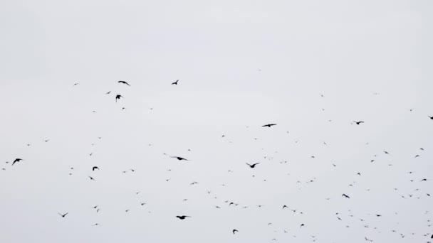 Kawanan gagak terbang dalam formasi yang tidak sempurna. Lambat gerak, Burung terbang dalam formasi. Burung-burung besar yang bermigrasi terbang membentuk formasi. Big Flock burung — Stok Video