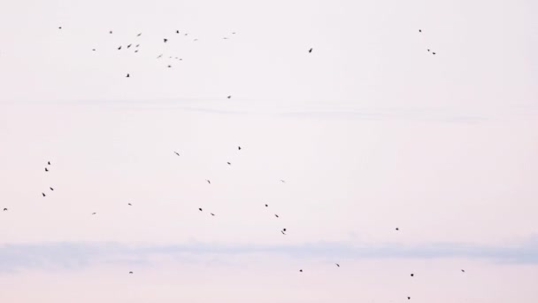 Een zwerm kraaien in een onvolmaakte formatie. Slow motion, vogels vliegen in formatie. Migrerende Grotere vogels vliegen in Formation. Grote zwerm vogels — Stockvideo