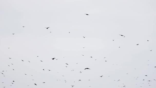 Um bando de corvos a voar numa formação imperfeita. Movimento lento, pássaros voando em formação. Migrando pássaros maiores voando em formação. Grande rebanho de pássaros — Vídeo de Stock