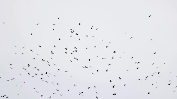 Kawanan gagak terbang dalam formasi yang tidak sempurna. Lambat gerak, Burung terbang dalam formasi. Burung-burung besar yang bermigrasi terbang membentuk formasi. Big Flock burung — Stok Video