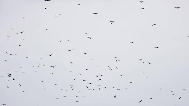 Troupeau de corbeaux volant dans une formation imparfaite. Au ralenti, les oiseaux volent en formation. Migrations Grands oiseaux volant en Formation. Grand troupeau d'oiseaux — Video