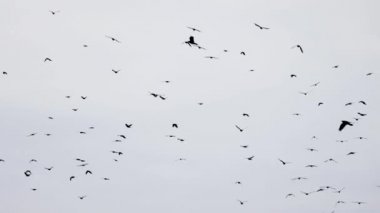 Kusurlu bir şekilde uçan karga sürüsü. Yavaş çekim, kuşlar formasyon halinde uçuyor. Göçmen Büyük Kuşlar Düzen içinde Uçuyor. Büyük kuş sürüsü