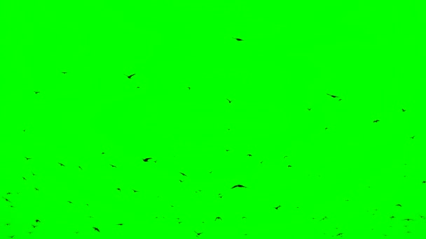 Flock Of Birds On Green Screen. Flock of crows flying in an imperfect formation. Slow motion, Birds flying in formation. Migrating Greater birds — Stock Video