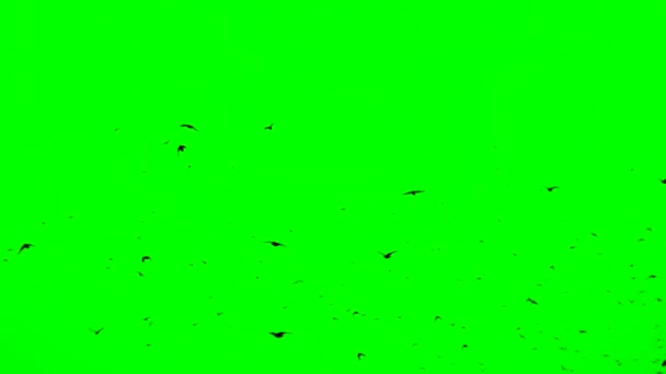 Manada de aves en pantalla verde. Una bandada de cuervos volando en una formación imperfecta. En cámara lenta, aves volando en formación. Migración de aves mayores — Vídeo de stock