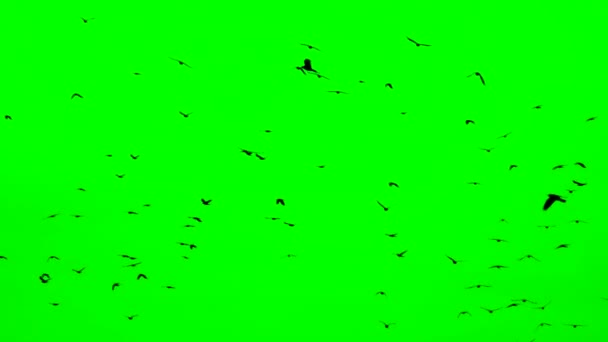 Manada de aves en pantalla verde. Una bandada de cuervos volando en una formación imperfecta. En cámara lenta, aves volando en formación. Migración de aves mayores — Vídeos de Stock