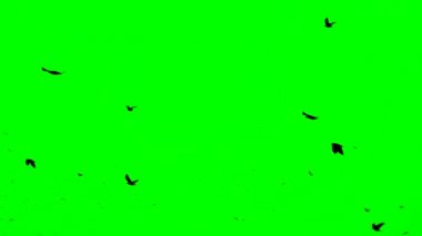 Yeşil Ekrandaki Kuş Sürüsü. Kusurlu bir şekilde uçan karga sürüsü. Yavaş çekim, kuşlar formasyon halinde uçuyor. Göç eden Büyük Kuşlar