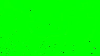 Yeşil Ekrandaki Kuş Sürüsü. Kusurlu bir şekilde uçan karga sürüsü. Yavaş çekim, kuşlar formasyon halinde uçuyor. Göç eden Büyük Kuşlar