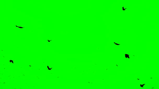 Manada de aves en pantalla verde. Una bandada de cuervos volando en una formación imperfecta. En cámara lenta, aves volando en formación. Migración de aves mayores — Vídeo de stock