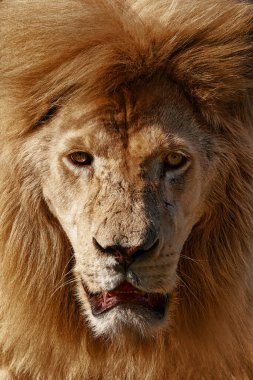 Güzel bir aslanın portresi