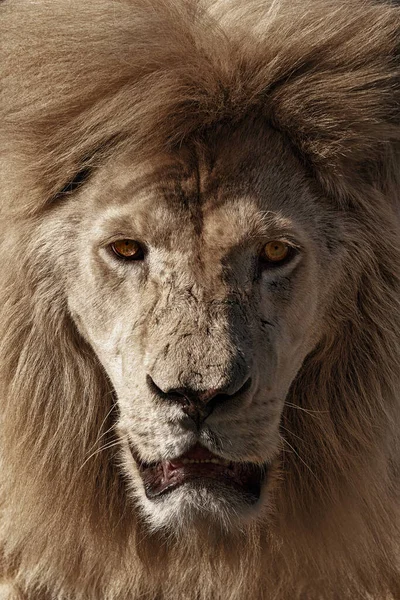 Portrait of a Beautiful lion — Stock Photo, Image