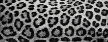 Gerçek leopar derisinin güzel dokusu, kürklü yakın çekim. Metin için Boşluğu Kopyala