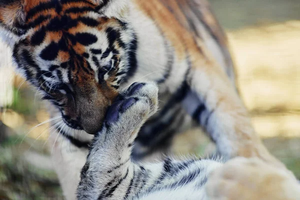 Маленький тигренок играет. молодой тигр — стоковое фото