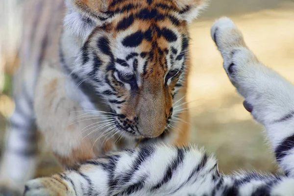 Pequeño cachorro de tigre jugando. Tigre joven —  Fotos de Stock