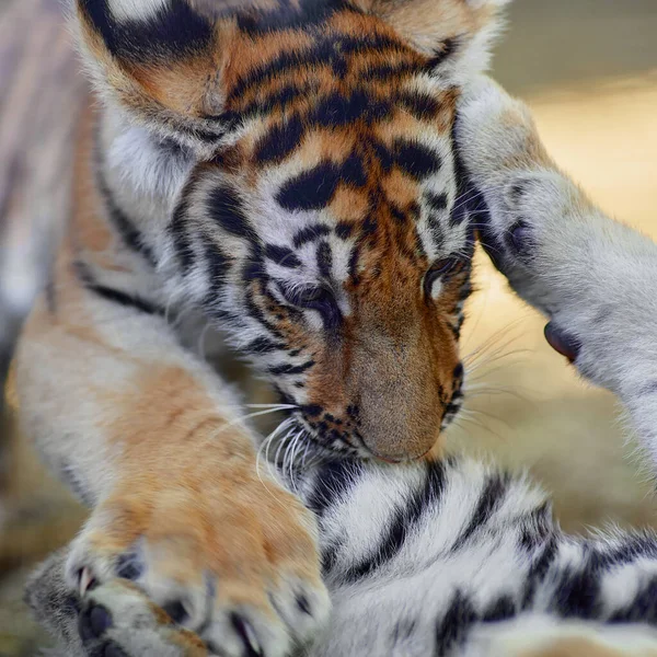 Pequeño cachorro de tigre jugando. Tigre joven —  Fotos de Stock